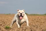 BULLDOG ANGLAIS 167